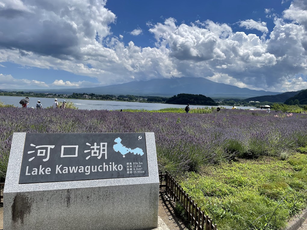 写真ー６　河口湖とラベンダーの花畑