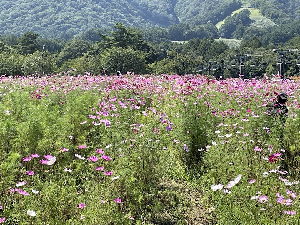 写真ー３　コスモス園